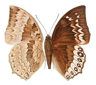 Charaxes durnfordi