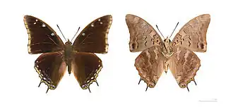 Charaxes kheili