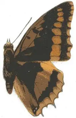 Charaxes lucretius
