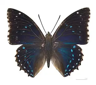 Charaxes numenes