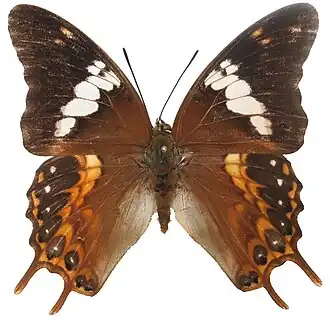 Charaxes ocellatus