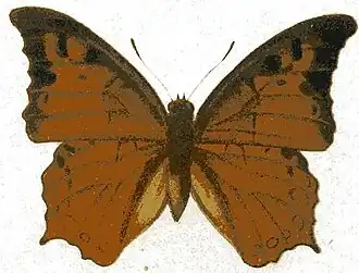 Charaxes paphianus