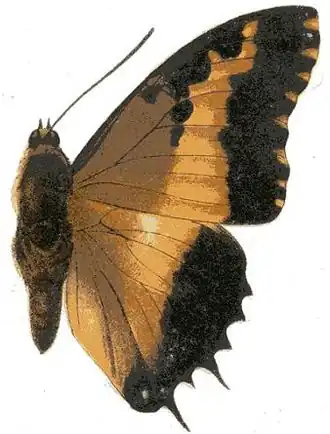 Charaxes pollux