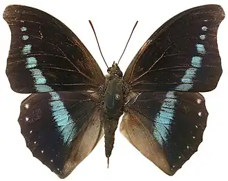 Charaxes porthos
