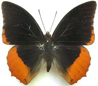 Charaxes protoclea