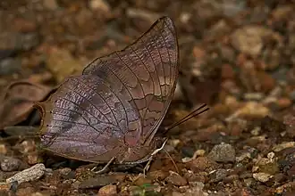 Charaxes psaphon
