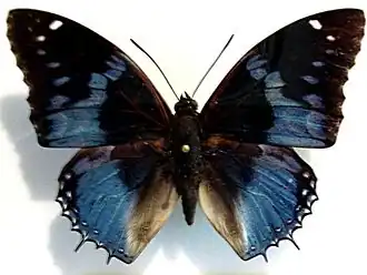 Charaxes smaragdalis