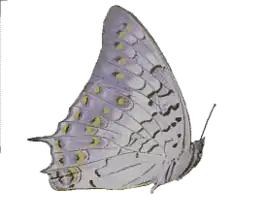 Charaxes solon