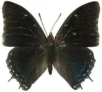 Charaxes virilis