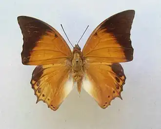 Charaxes affinis