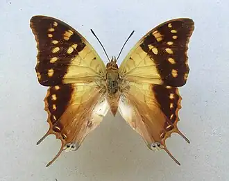 Charaxes antamboulou