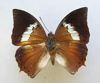 Charaxes borneensis