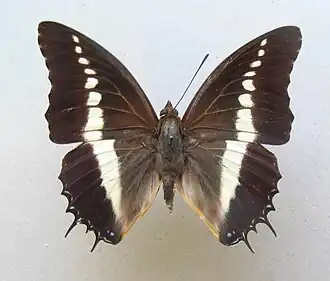 Charaxes brutus