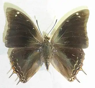 Charaxes manica