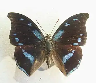 Charaxes mycerina