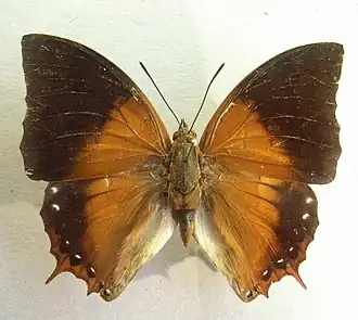 Charaxes plateni