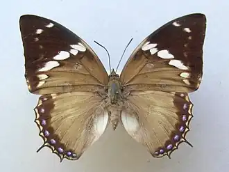 Charaxes tiridates