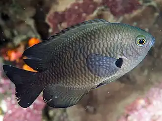 Pomacentrus brachialis