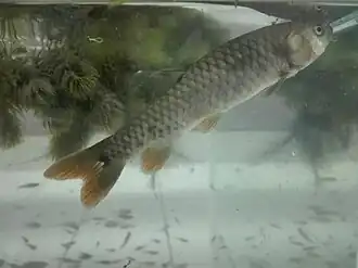 Lebiasina bimaculata