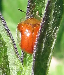 Charidotella purpurata