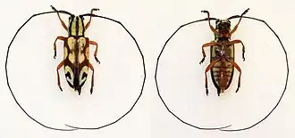 Chariesthes antennata