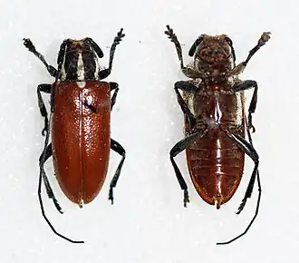 Chariesthes richteri