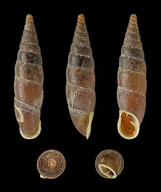 Charpentieria itala nigra