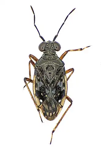 Chartoscirta cincta