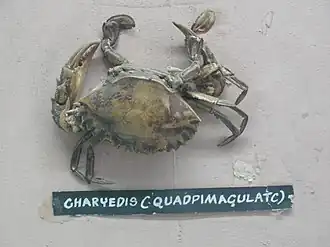 Charybdis (Charybdis) lucifera