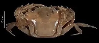 Charybdis (Charybdis) heterodon