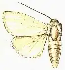 Chasmina tibiopunctata