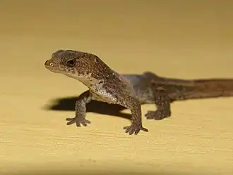 Chatogekko amazonicus