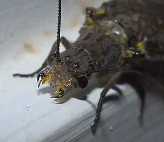 Chauliodes rastricornis