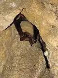 Vleermuis in de Grotten van Han