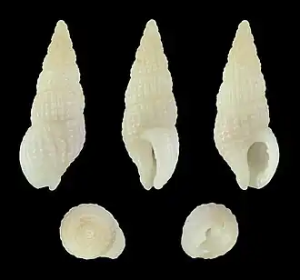 Chauvetia tenuisculpta