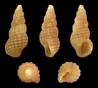 Chauvetia turritellata