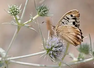 Satyrus bischoffii