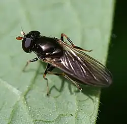 Cheilosia pagana