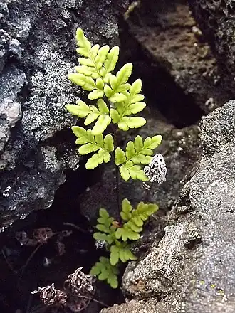 Cheilanthes guanchica