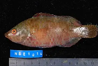 Cheilinus oxycephalus