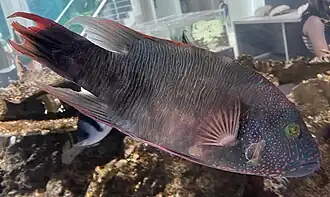 Cheilinus trilobatus