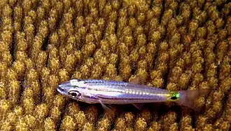 Cheilodipterus isostigmus