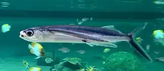 Atlantische viervleugel