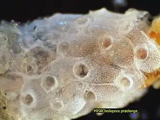 Cheilopora praelonga