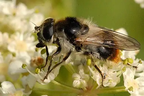 Cheilosia illustrata