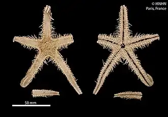 Cheiraster capillatus