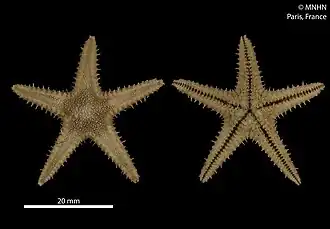 Cheiraster gerlachei