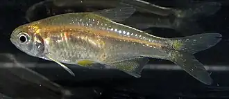 Cheirodon interruptus