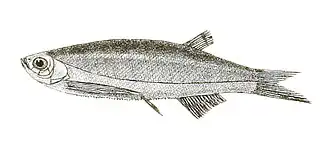 Salmophasia punjabensis