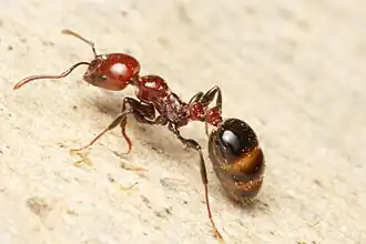 Monomorium rubriceps